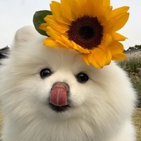 午夜剪辑猫
